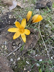 Crocus korolkowii