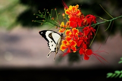 Papilio dardanus dardanus