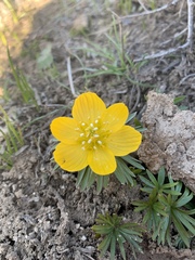 Eranthis longistipitata