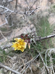 Gymnospermium albertii