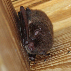 Myotis riparius
