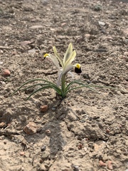 Iris rodionenkoi