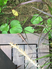 Trachylepis sechellensis