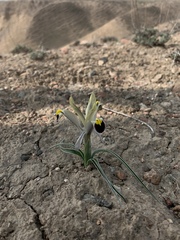 Iris rodionenkoi