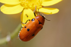 Tituboea sexmaculata