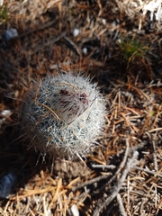 Rapicactus beguinii