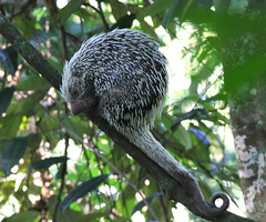 Coendou longicaudatus