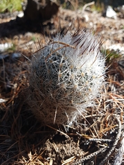 Rapicactus beguinii