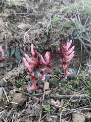 Corydalis ledebouriana
