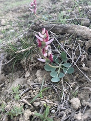 Corydalis ledebouriana
