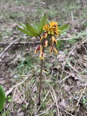 Gymnospermium albertii