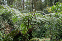 Cyathea latebrosa (Alsophila latebrosa)