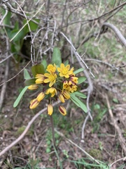 Gymnospermium albertii