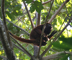 Alouatta macconnelli