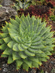 Aloe polyphylla