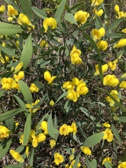 Baptisia lanceolata