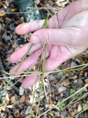 Carex dipsacea, photograph (c) Joe Potter Butler, some rights reserved (CC BY)