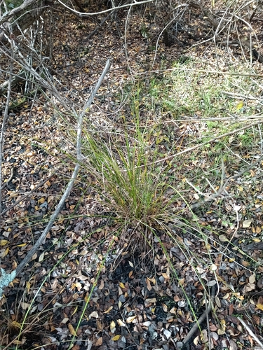 Carex dipsacea, photograph 6