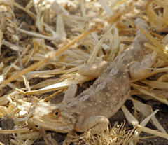 Agama aculeata
