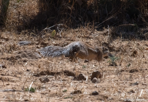 Striped Ground Squirrel