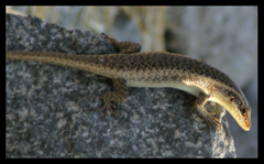 Trachylepis wahlbergii