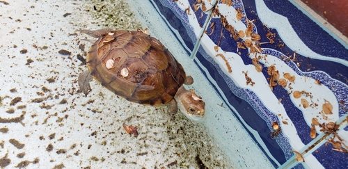 Three-toed Box Turtle, Texas, US, photo 8 of 10