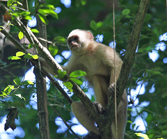 Cebus trinitatis