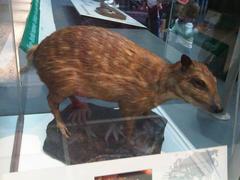Water Chevrotain photo 4