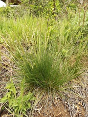 Festuca rupicola