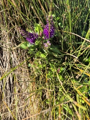 Veronica speciosa