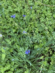 Sisyrinchium pruinosum