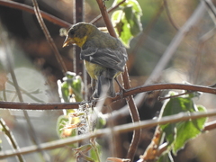 Spinus psaltria