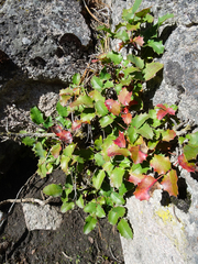 Berberis alpina
