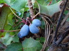 Berberis alpina