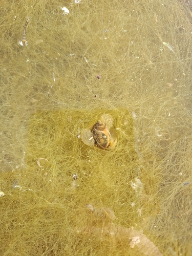 Physella acuta