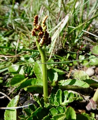 Sceptridium schaffneri