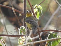 Spinus psaltria
