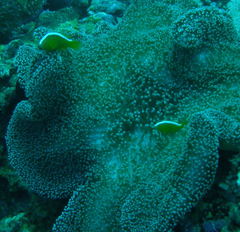 Amphiprion sandaracinos