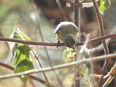Spinus psaltria