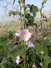 Alcea setosa
