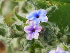Alkanna strigosa
