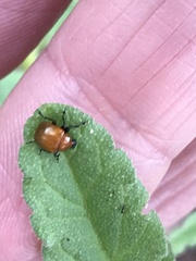 Attelabinae