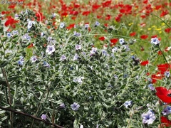 Alkanna strigosa