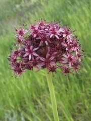 Allium aschersonianum