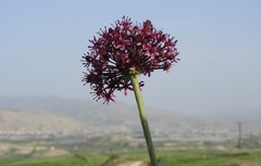 Allium aschersonianum