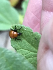 Attelabinae