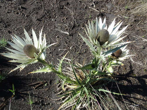 Mexican Sea holly