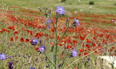 Anchusa strigosa