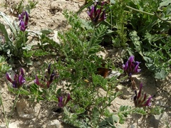 Astragalus callichrous