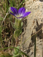 Campanula hierosolymitana